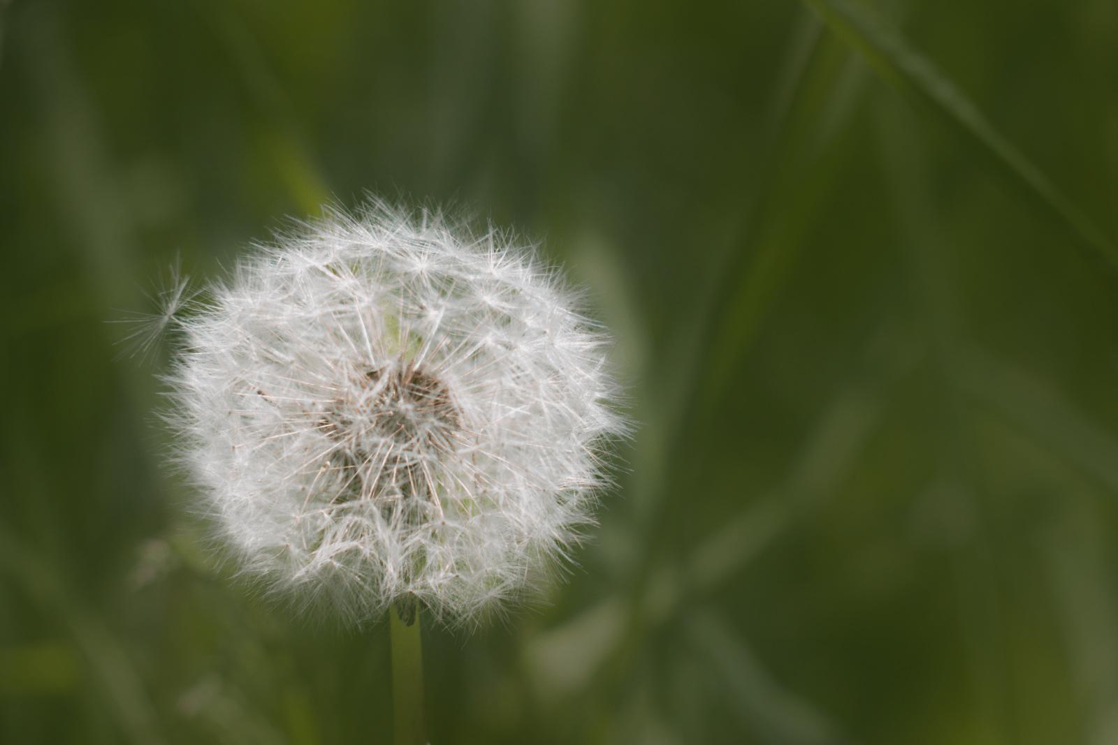 janek-beerdigungsinstitut-pusteblume-dunkler